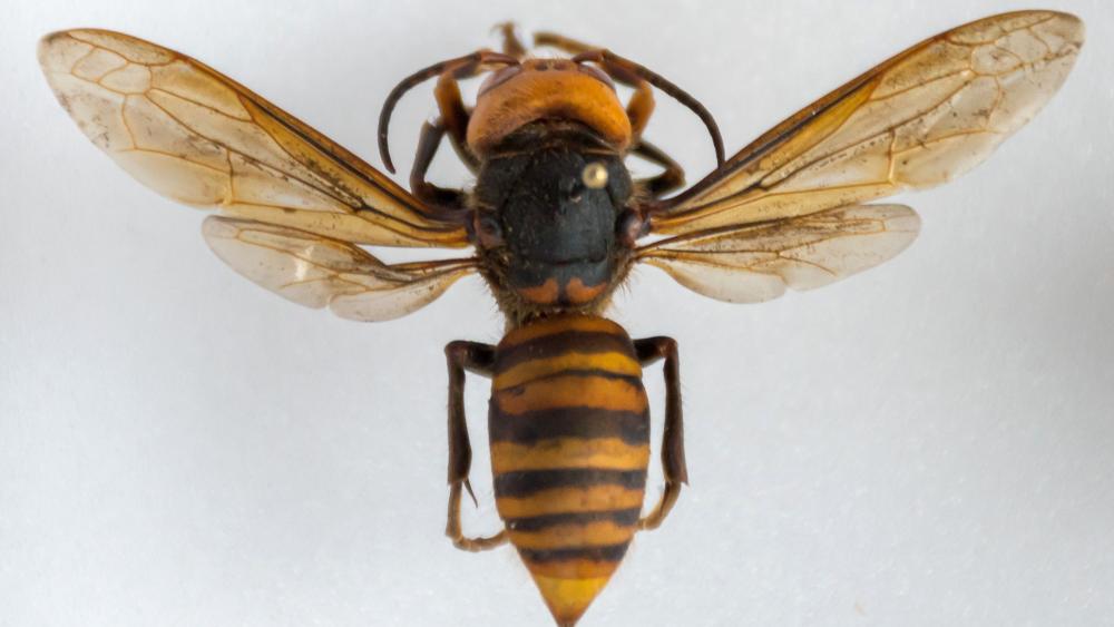 Asian Giant Hornets Currently Not A Concern For Pa Eastern North   Asian Giant Hornet Wingspread   Wash St Dept Of Ag Flickr 